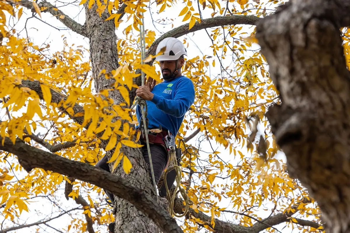 Skilled Tree Planing crew working in Kipnuk